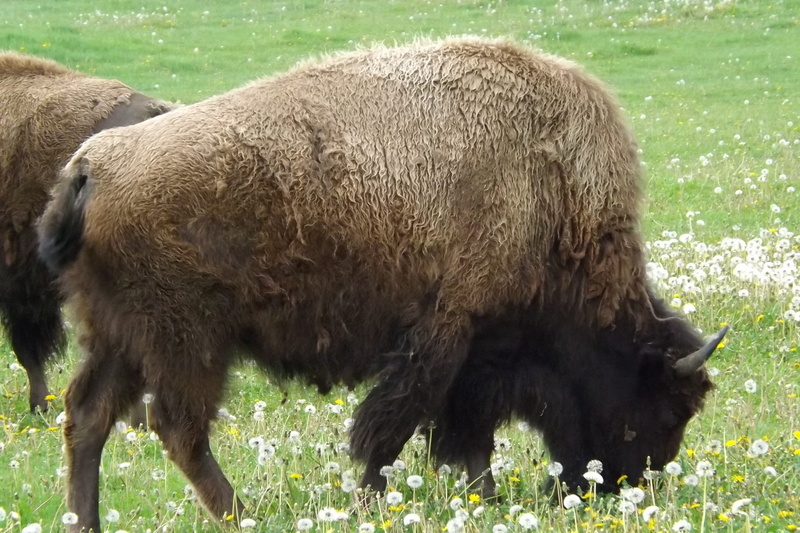 domestic animals, wild, animal wildlife, america, Buffalo, mammal, plains, animals in the wild, buffalo, big, no people, animal themes, wildlife, livestock