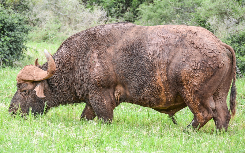 mammal, livestock, nature, plant, agriculture, grass, 5K, horned, animal head, animal, horn, wild, animals in the wild, wildlife, one animal, vertebrate
