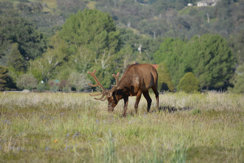 Elk, green color, hunt, brown, Grass, landscape, bull, plant, Male, animal, animal themes, grazing, tree, day, animal wildlife, field, outdoors, vertebrate