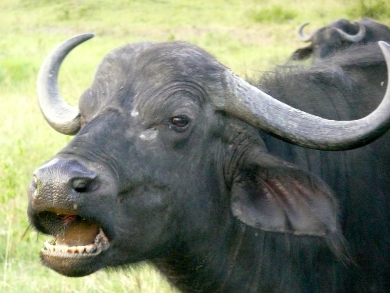 mouth open, buffalo, masai, wildlife, outdoors, safari, domestic, mammal, national, wild, herd, animals in the wild, day, one animal, herbivorous, animal head