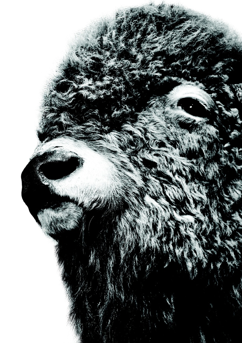 one animal, zoo, animal, bull, male, looking away, hair, buffalo, canada, wildlife, no people, brown, american, snout, bison, animals in the wild, 2K
