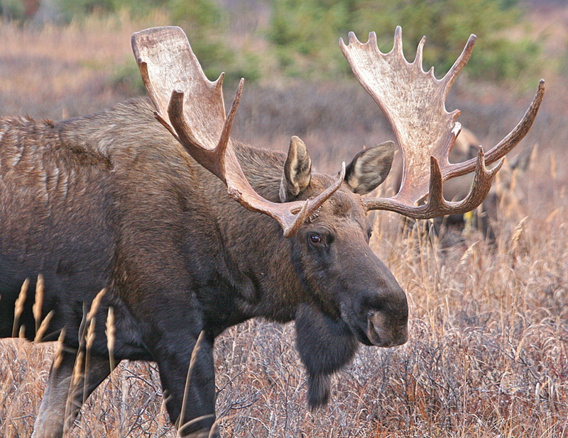 antler, grass, plant, no people, bull moose, vertebrate, animal themes, brown, 2K, mammal, deer, big, one animal, animal, nature, outdoor, domestic animals