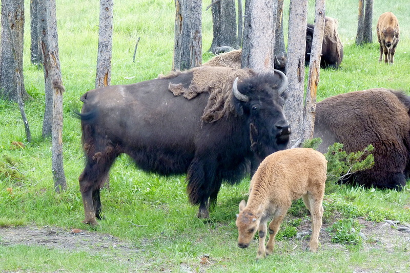 group of animals, yellowstone, fur, black, zoo, tree, animal family, 1080P, cattle, ox, beside, day, large, vertebrate, Bison, woolly, herbivore, standing