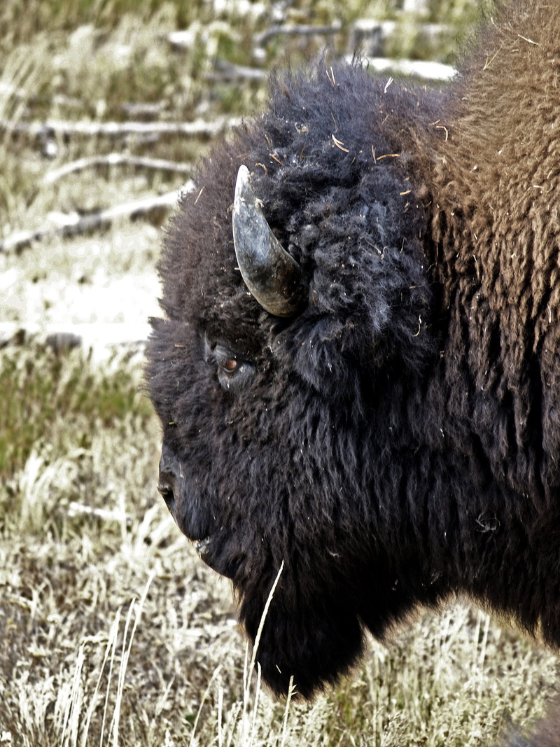 american Bison, species, big, outdoors, calf, environment, american, bear, strength, powerful, national, land, day, Nature, reserve, Head, animal themes