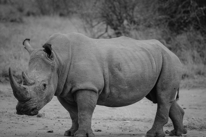 standing, land, herbivorous, day, domestic animals, livestock, rhino, animal, kruger, animal themes, outdoors, black and white, walk, one animal, photography
