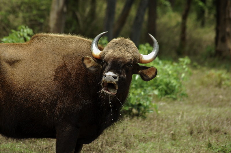 plant, pets, mammal, animal themes, land, looking at camera, standing, vertebrate, field, horned, nature, no people, cow, domestic animals, domestic cattle