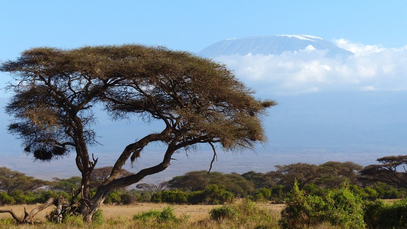 nature, trees, tree, beauty in nature, outdoors, no people, cloud - sky, growth, 4K, green, africa, near, scenics - nature, kilimanjaro, tranquil scene
