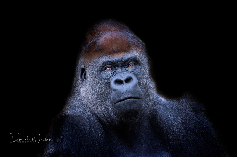 Western Lowland Gorilla, 4K, background, nature, monkey