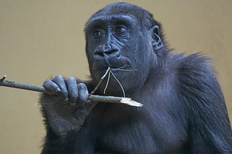 animals in captivity, mammal, gorilla, ape, monkey, animal wildlife, holding, people, view, 5K, animal body part, black color, lowland gorilla, close-up