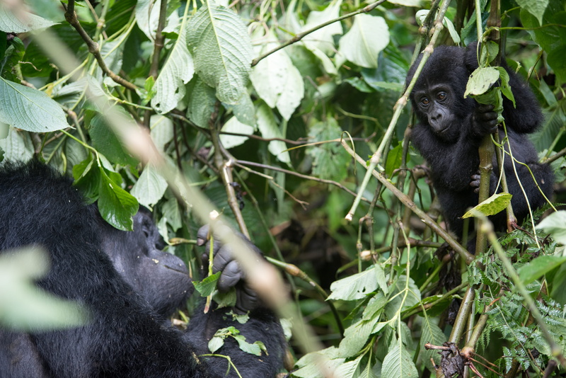 tropical rainforest, plant, ape, tree, mammal, vertebrate, western region, gorilla, 5K, nature, animal wildlife, animals in the wild, silverback, monkey