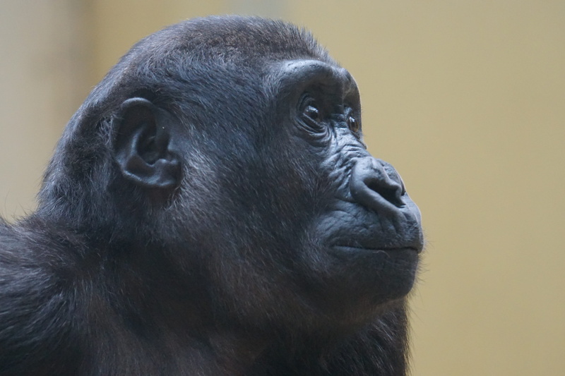 looking, portrait, vertebrate, gorilla, mammal, animal wildlife, close-up, looking away, no people, one animal, close, lowland gorilla, profile view, animals in the wild