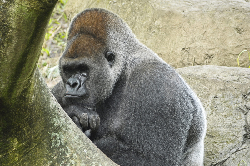 close-up, no people, western lowland gorilla, monkey, mammal, 4K, nature, animals in captivity, animal, solid, vertebrate, zoo, primate, one animal, animal wildlife