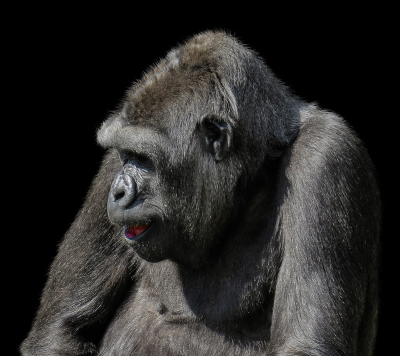 life, mouth open, animal body part, one animal, close-up, animal wildlife, 2K, zoo, lowland gorilla, dominant, no people, primate, vertebrate, monkey