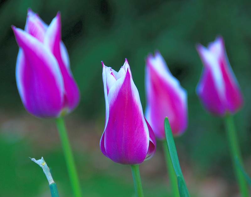 beauty In Nature, flower, nature, 2K, Tulips, TOP, Garden, Photographers, Purple, Flowers, Tulip, Leader of the Pack, pink Color, Pink, petal, plant, The Shangri-Las