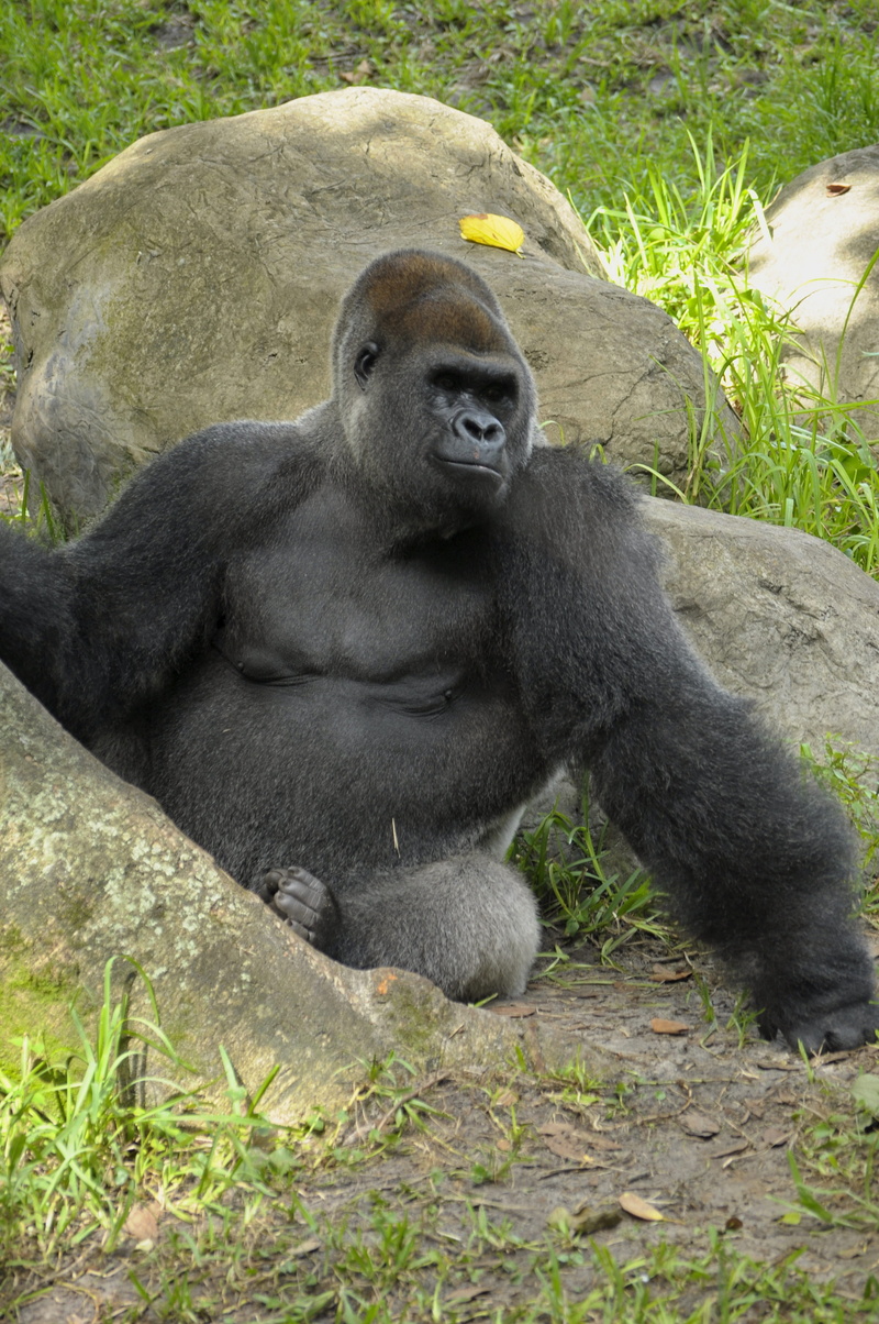 animals, plant, gorilla, western lowland gorilla, 4K, outdoors, one animal, land, full length, nature, no people, mammal, ape, animals in the wild, primate