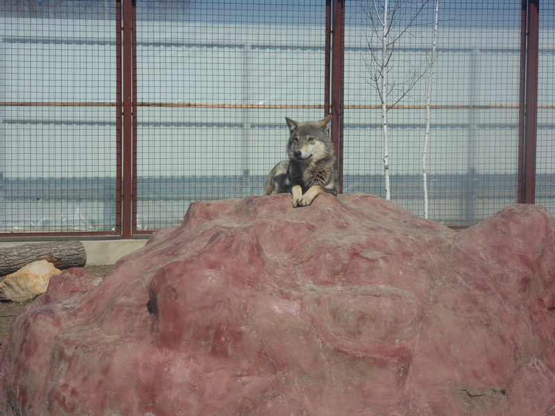 animal wildlife, leader of the pack, background, beasts, akella, sitting, one animal, animals in captivity, 4K, domestic, wolf, animal themes, day, portrait