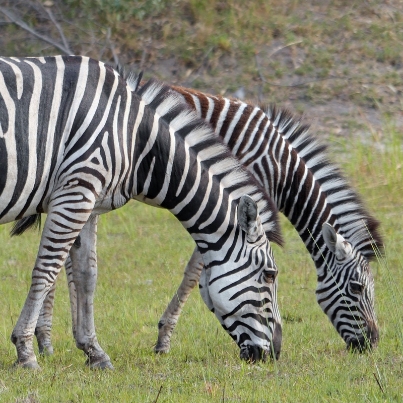 animal themes, animals in the wild, nature, vertebrate, zebras, wild, animal wildlife, no people, safari, two animals, domestic animals, okavanga delta