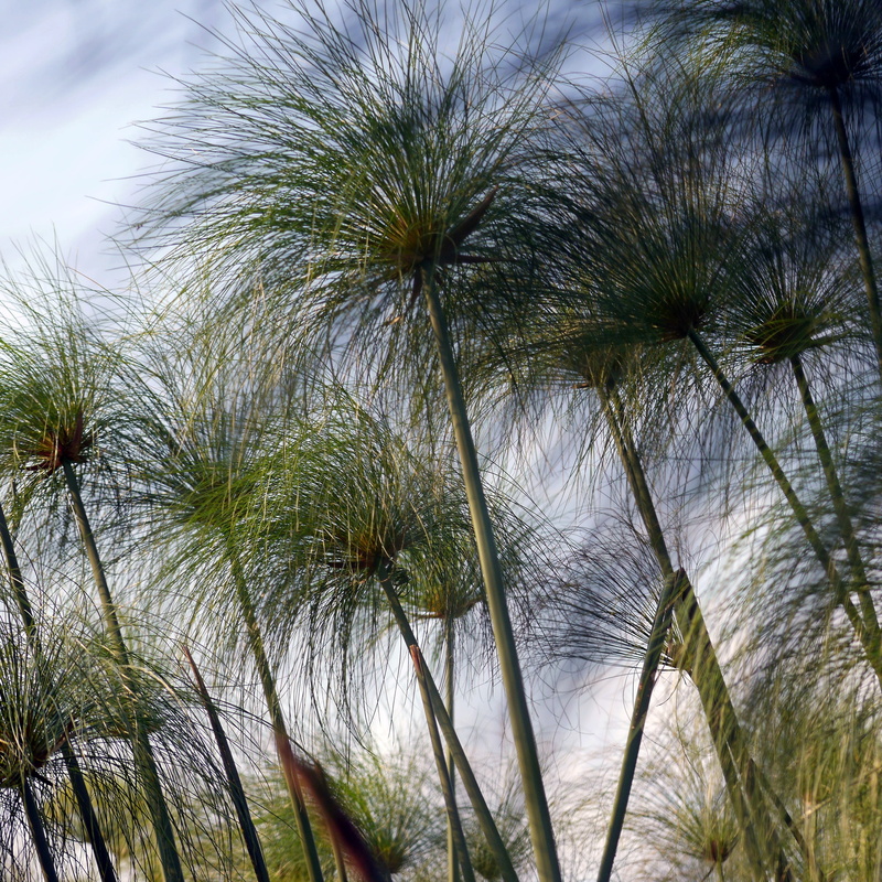 low angle view, no people, close-up, tree, sky, okavanga delta, safari, palm tree, palm leaf, green color, grass, land, africa, scenics - nature, botswana