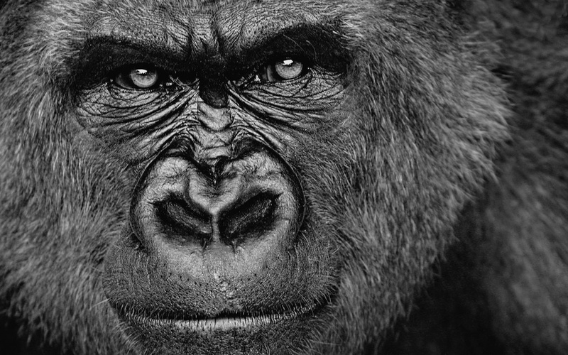 Gorillas, face, animals, monochrome, 1080P