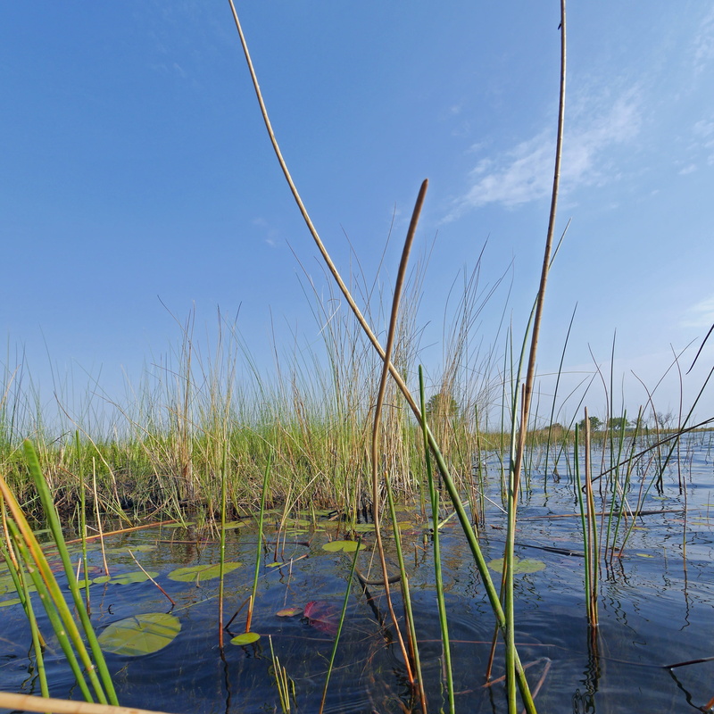 safari, non-urban scene, plant, growth, botswana, tranquil scene, beauty in nature, outdoors, day, beach, cattail, blue, 2K, no people, okavanga delta