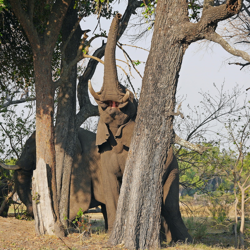 animal wildlife, Safari, nature, domestic animals, african bush elephant, plant, vertebrate, herbivorous, no people, Africa, tree trunk, trunk, pets, animal themes