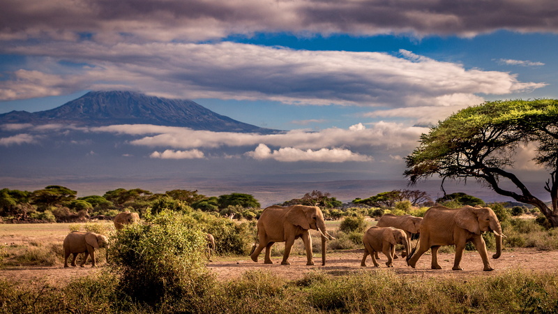 elephants, Africa, Savannah, the herd, clouds, trees, mountains, 4K, the sky, elephant, family