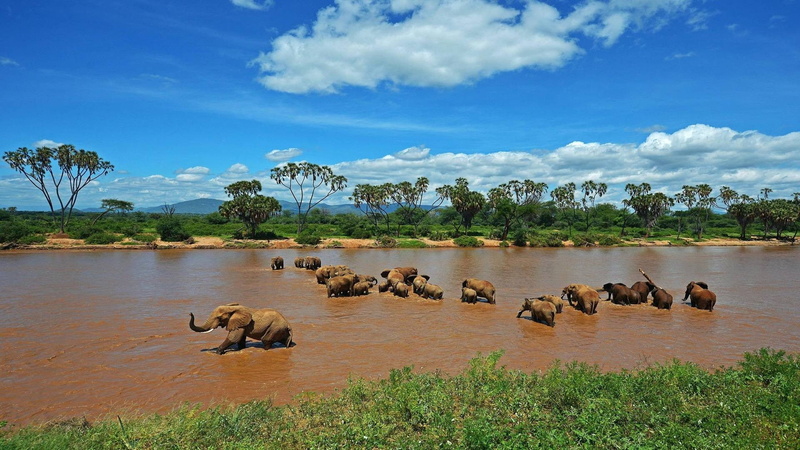 animal themes, africa, water, no people, wildlife, large group of animals, tropical Climate, animal, animals In The Wild, mammal, landscape, scenics, cloud - sky