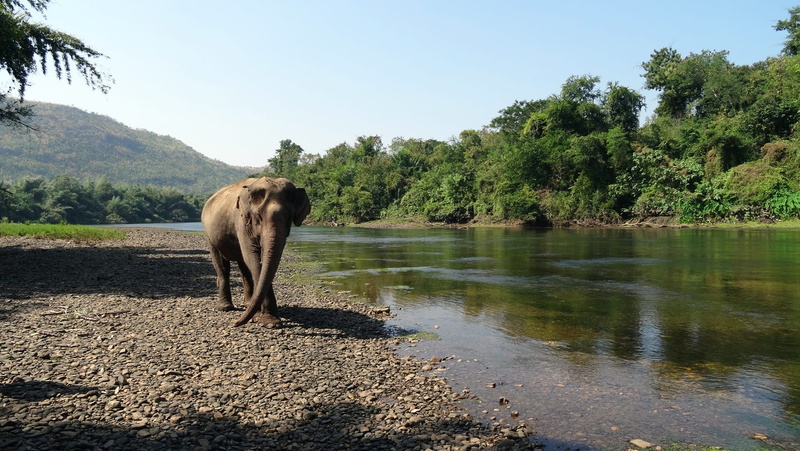 animal wildlife, sunlight, domestic animals, beauty in nature, Elephant, 1080P, lake, nature, animals And Pets, animal, water, animal themes, tree, Pachyderm