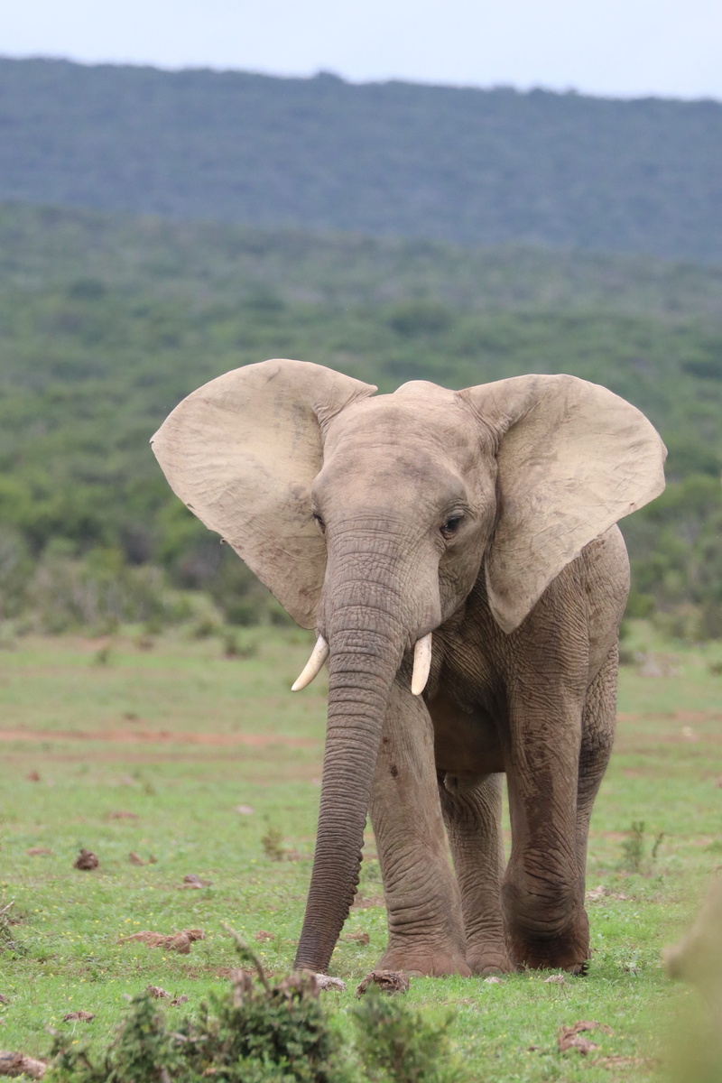 safari, african elephant, animal trunk, animal wildlife, one animal, animal body part, day, 4K, environment, land, plant, elephant, outdoors, herbivores