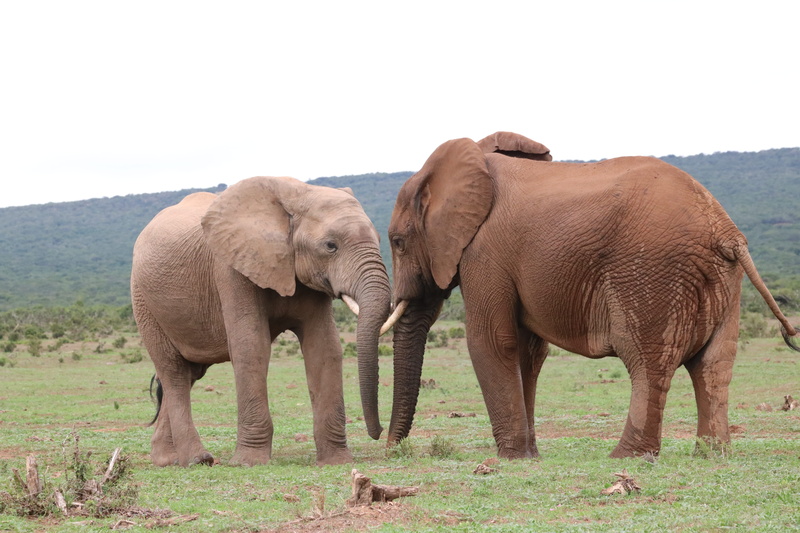 national park, african elephant, play, proboscis, south africa, large, animal world, africa, animal wildlife, vertebrate, portrait, run, safari, elephant