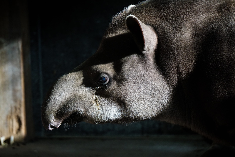 animal themes, animal body part, wild animals, side view, animal mouth, animals And Pets, Tapir, herbivorous, pets, animal head, nature, animals in the wild