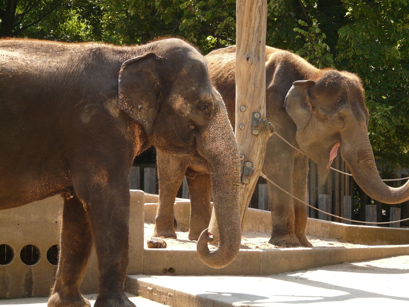 Elephant, animal trunk, standing, asian, Zoo, sunlight, young animal, enclosure, ears, herbivorous, Proboscidea, day, Flock, animal, no people, nature