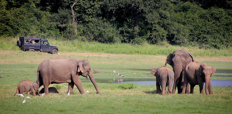 animals in the wild, vertebrate, baby elephant, field, group, herd, 5K, proboscidea, group of animals, sri lanka, plant, grass, focus on foreground, elephant