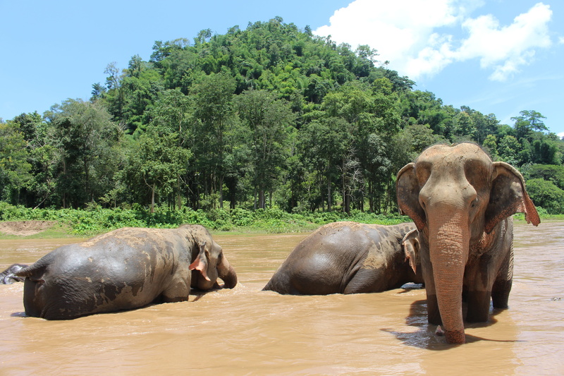 5K, elephant boy, thailand, elephant, group of animals, dear, three, water, rescue, chiang mai, national park, indian elephant, young elephant, no people