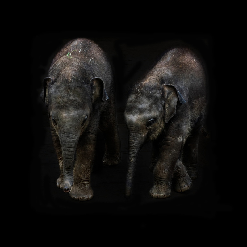 calf, proboscis, animal portrait, black background, animal family, no people, group of animals, elephant, herbivorous, young animal, mammal, elephant calf