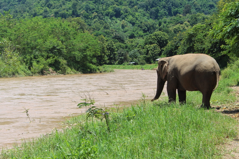 young elephant, jungle, elephant boy, tree, tusks, silhouette, swim, thailand, vertebrate, dom, plant, green color, field, elephants child, brown, animal wildlife