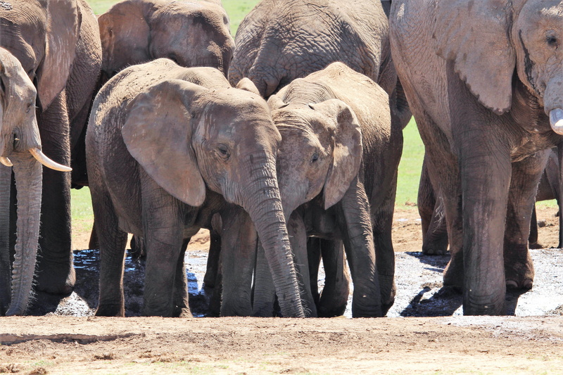 group of animals, 4K, pachyderm, sunlight, mammal, animal themes, africa, south africa, wildlife, animal wildlife, day, animal body part, animals in the wild