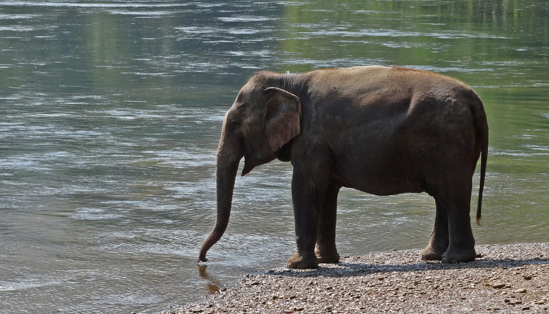 lake, mammal, water, herbivorous, standing, day, nature, young Animal, wildlife, animal Trunk, National Park, vertebrate, mammals, outdoors, Elephant, no people