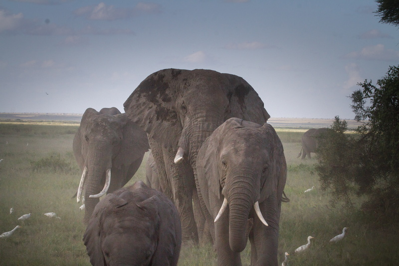 animal themes, nature park, outdoors, 5K, tusk, nature, holiday, african Elephant, day, kenya, herd, animal family, dust, standing, vertebrate, group of animals