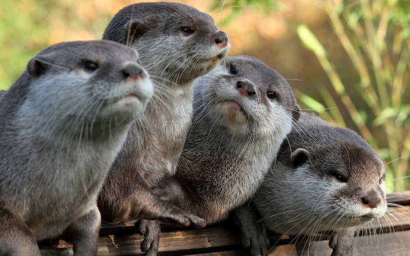 otters, four, 1080P, look, grey, Otter
