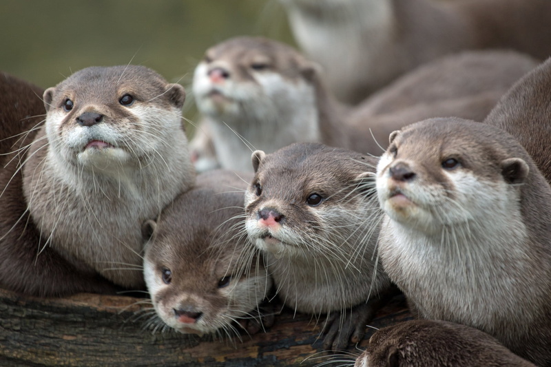 vertebrate, animal head, close-up, animals in the wild, nature, whisker, marine, wildlife, family, cute, focus on foreground, animals, animal wildlife