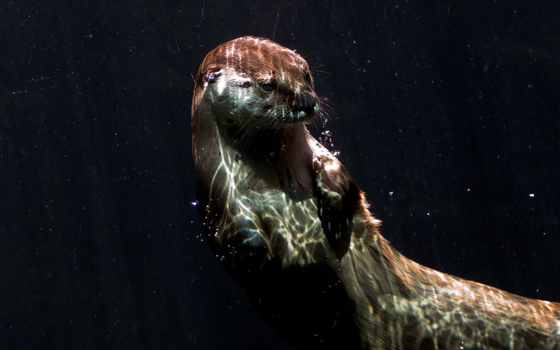 black, animal, animals, brown, hd, otter, 2K, underwater