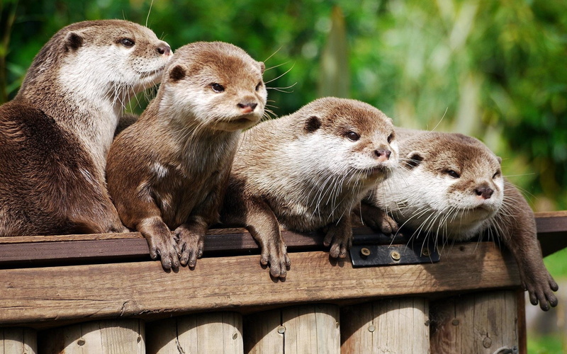 Otter, 1080P, Animal