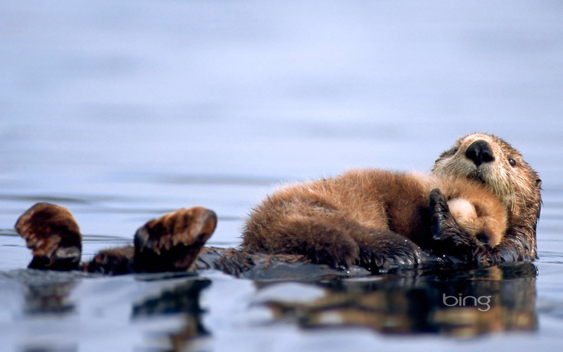 young Animal, vertebrate, floating on water, small, nature, river, blue, mammal, swimming, group of animals, outdoors, underwater, animal wildlife, wet