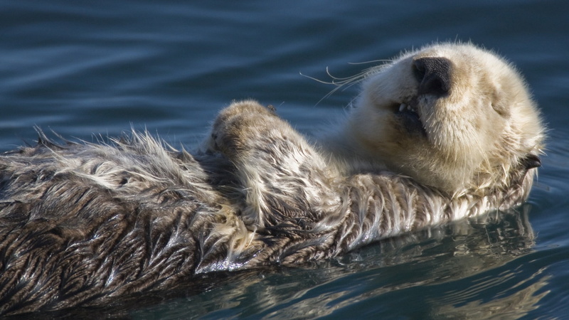 animals And Pets, animal themes, wet, wildlife, animal body part, dream, floating, sea, animals In The Wild, swimming Animal, 1080P, outdoors, white, mammal