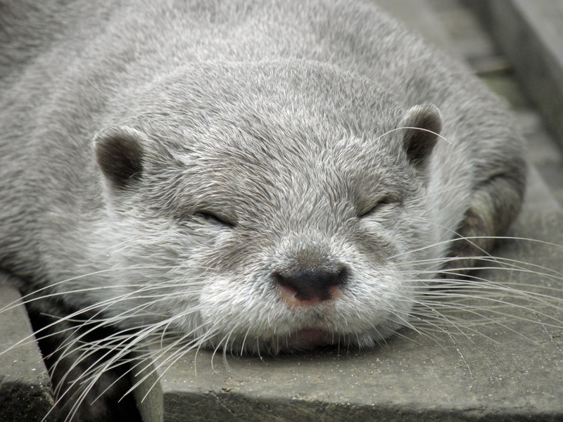 nose, zoo, muzzle, close-up, bear, day, vertebrate, snout, endangered Species, raccoon, animal body part, gray, brown, nature, cute, animal head, otter