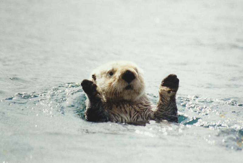 selective focus, nature, animal themes, portrait, otter, sea, 7, animal wildlife, looking at camera, marine, outdoors, animal body part, day, animals in the wild
