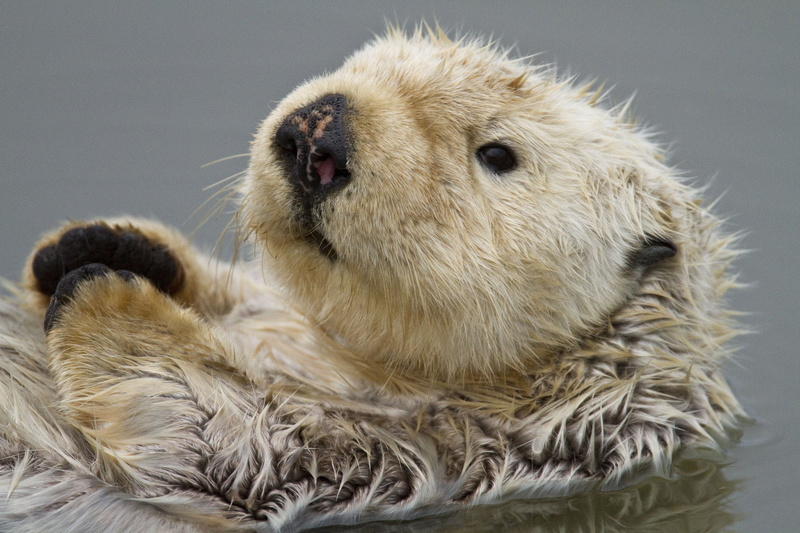 hd, 1080P, otter, brown, hedgehob, animals