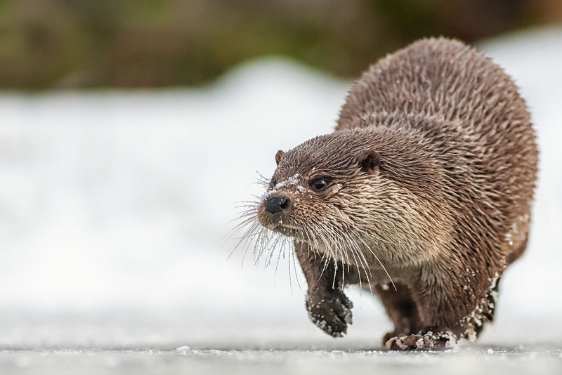 Animal, Otter, 1080P