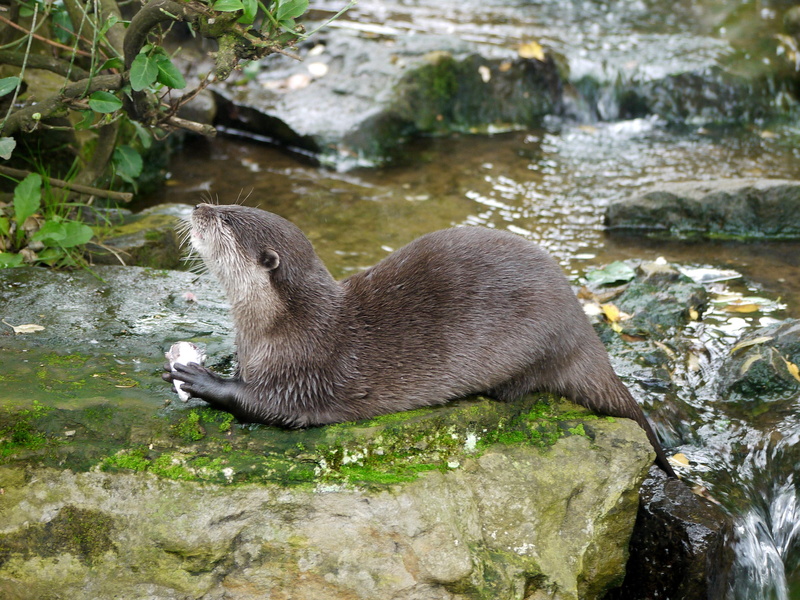 stream, 2K, woburn, otter, meal, fish